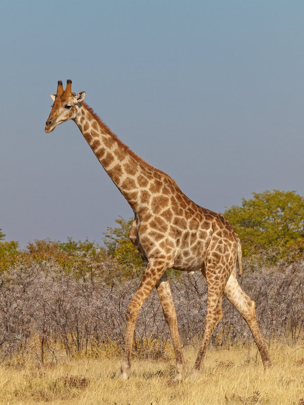 Etosha National Park, Giraffe
